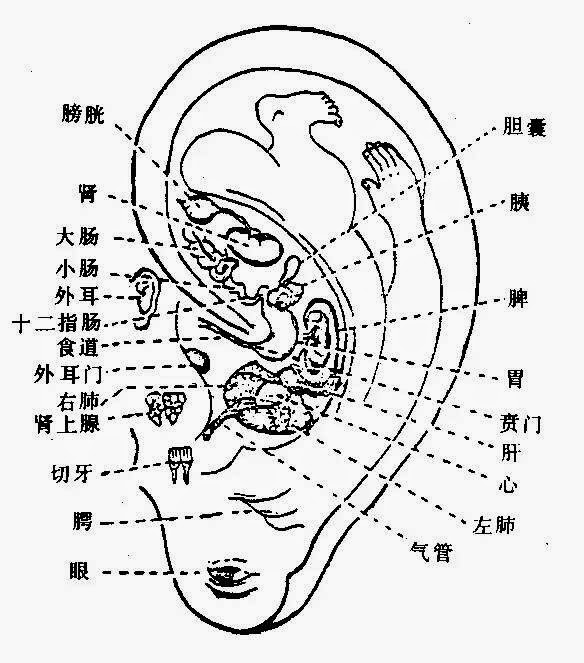 耳朵与内脏的关系图图片